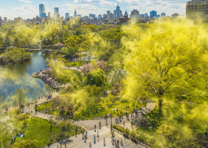 Hank Drug Store: Effective Treatment from Tree Pollen Allergy This Season